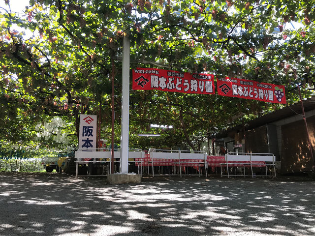 ぶどう棚の下でたわわに実ったぶどうが食べれます。
ハウスの下なので雨の日でも濡れません。
安心です。
0553-44-0133_阪本ぶどう狩り園