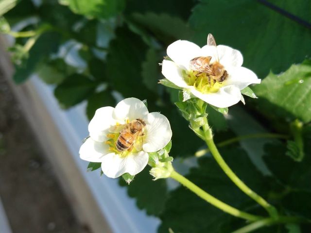ミツバチの働きがいちごの形を決めます。_大竹いちご園