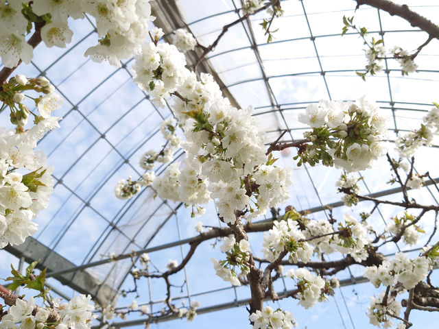 サクランボの花_Hosaka Farm〔保坂果樹園〕