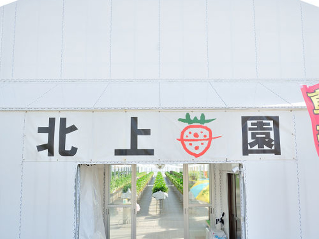 開園時間は10時〜15時となります。詳細はお電話にてお問合せください!_北上いちご園