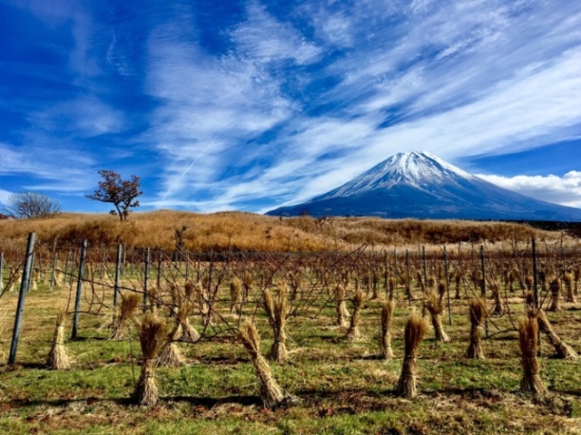 富士山ワイナリー