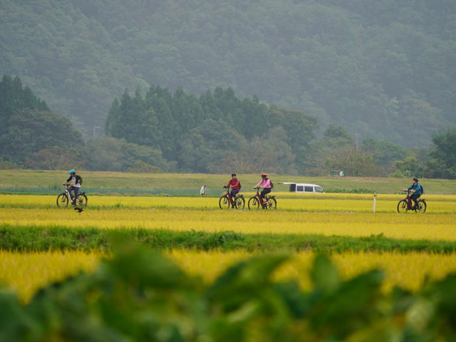 黄金色の田園地帯を抜ける秋のサイクリングツアー_北上巣箱