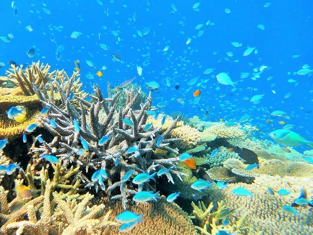 八重干瀬のサンゴを是非ご覧ください。いやされます。_八重干瀬マリンハート宮古島