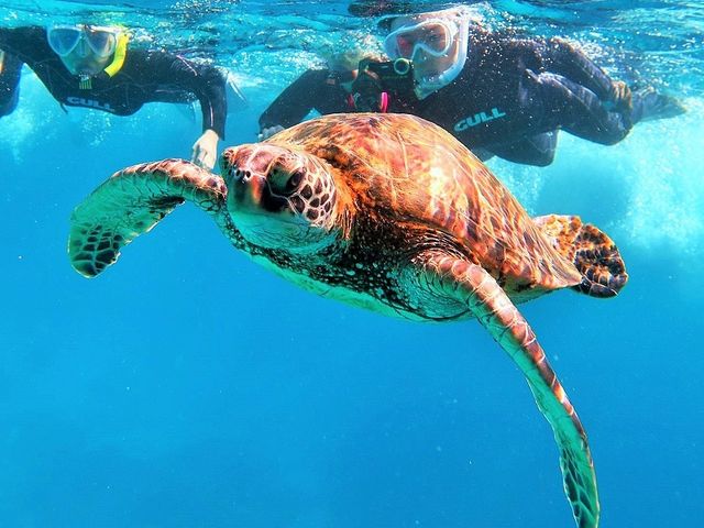 うみがめさんとも遭遇できることもあります。かわいいです。_八重干瀬マリンハート宮古島
