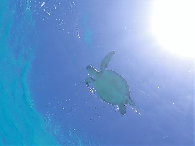 うみがめさんのおなかとたいようのコラボ!!_八重干瀬マリンハート宮古島