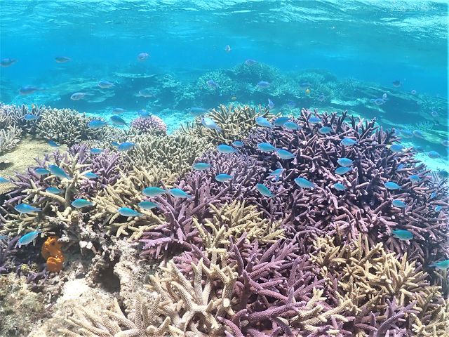 元気いっぱい!!サンゴもお魚いきいき!!_八重干瀬マリンハート宮古島