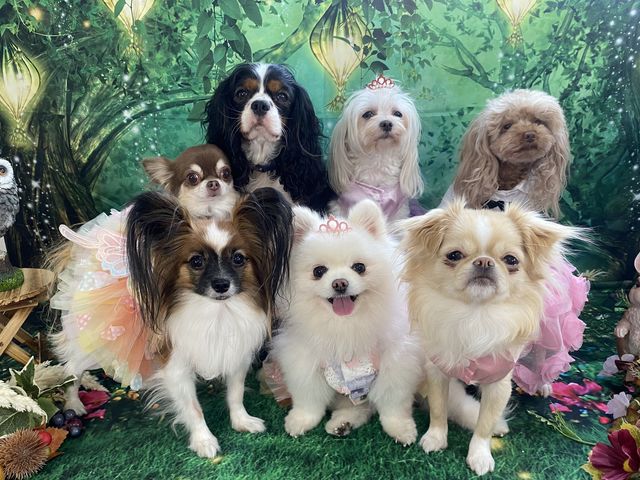ドッグフォトスタジオ
看板犬7頭_わんわんる〜む シュシュ