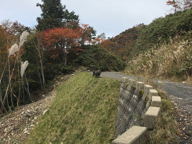 electric sheep runner