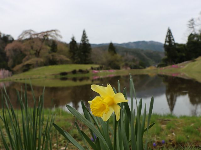 与一野のしだれ桜