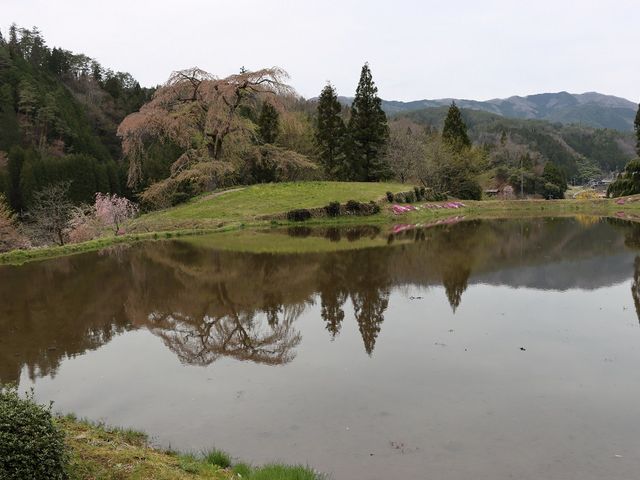 与一野のしだれ桜