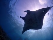 ダイビングスクール マレア東京店の写真4