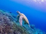 ファンファンドルフィン沖縄 那覇店の写真2