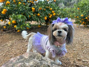 みかん狩り とくら園の写真4