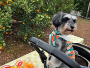 みかん狩り とくら園の写真2