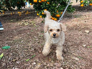 みかん狩り とくら園の写真3