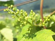 富士山ワイナリーの写真2