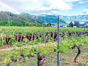 富士山ワイナリーの写真4