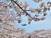 SamiSamiラボ ドローンフィールドの写真2