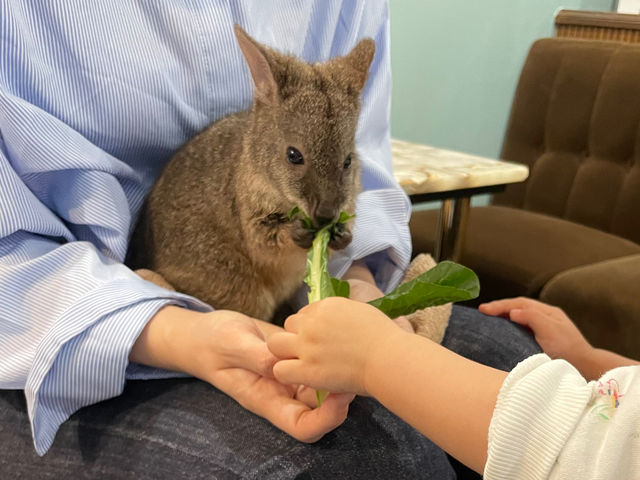 animal cafe fuleca 三宮店