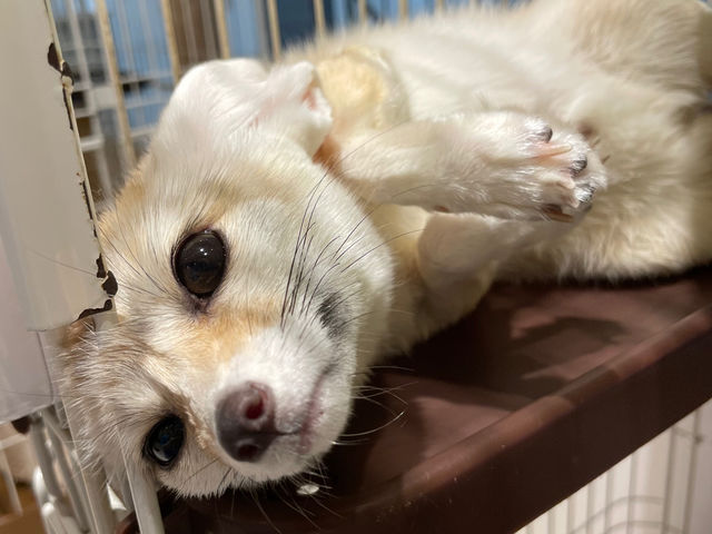 animal cafe fuleca 三宮店