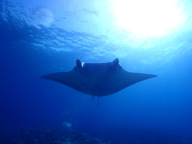 水族館でしか見たことの無かったマンタを実際に見てみませんか?あまりの迫力に驚く事間違い無しです♪ダイビング、シュノーケル、共に遭遇チャンスありです!_石垣島マリンガイド 美らさんた