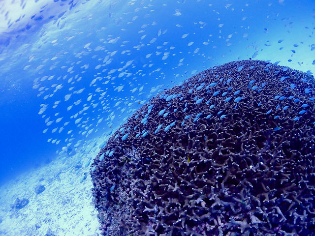 水深の浅いエリアでは、シュノーケリングでもこんなに魚達との距離が近いんです!_石垣島マリンガイド 美らさんた