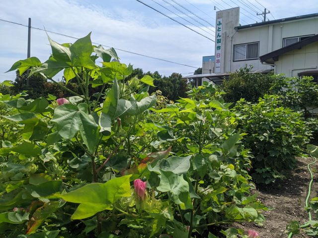 綿畑から見た店舗_金メダルのふとん屋さん ふとんのコクボ