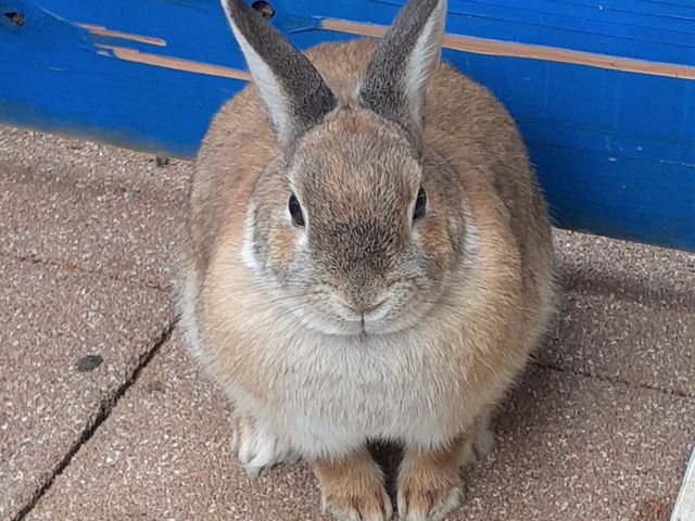 ふろっく福時計