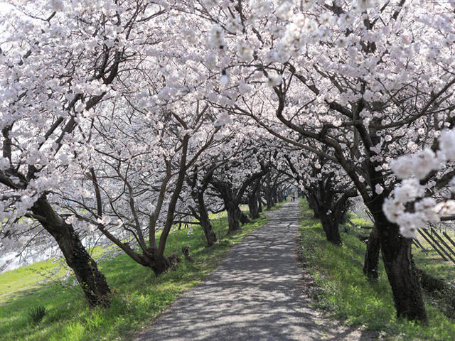流川桜並木