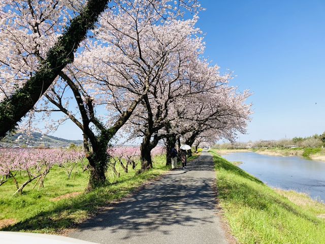 流川桜並木