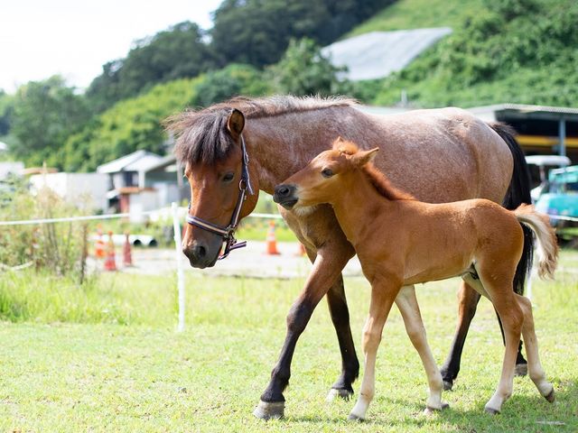 2022.8.1生まれ道産子の仔馬_和種馬ホースランド