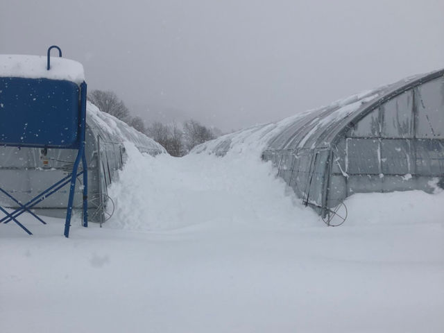 真冬の1月15日にはハウスを張ります。大雪の中ハウスを守りながら春を迎えます。_おがファーム