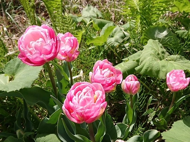雨蛙菜園