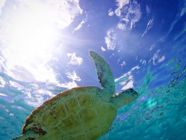 宮古ブルーの美しい海でウミガメと一緒に泳いでみませんか?_みやこマリンちゃん
