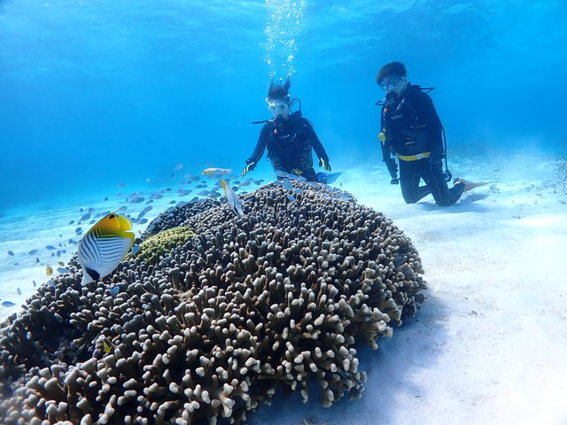 色とりどりの珊瑚と熱帯魚を見ることができます。_ダイブハーモニクス