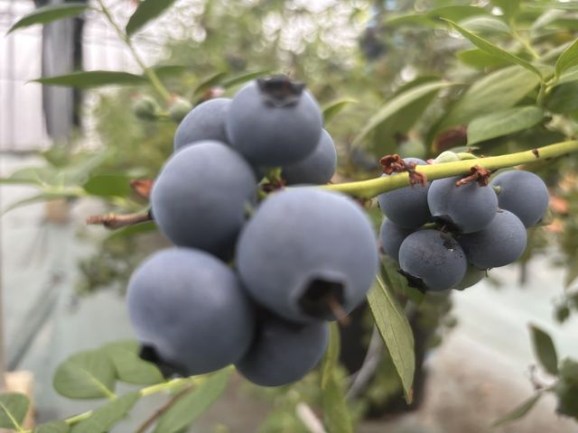 河合農園