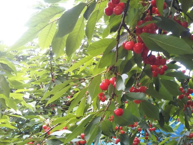 人気の佐藤錦が食べ放題。_Fruits Farm MURANAMI