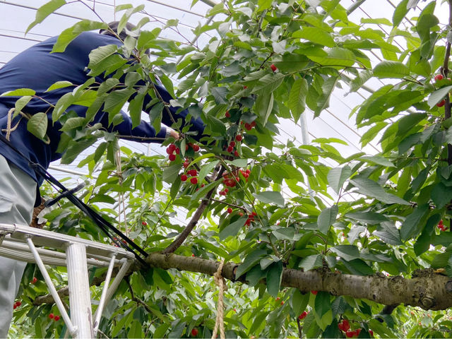 サクランボ園MAETA