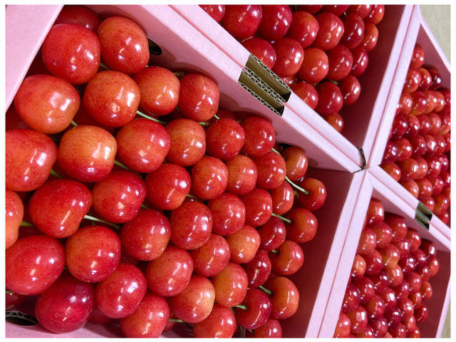 サクランボ園MAETA