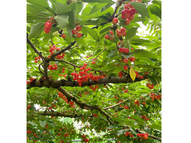 サクランボ園MAETA