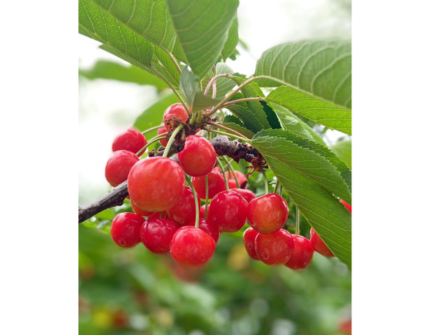 サクランボ園MAETA