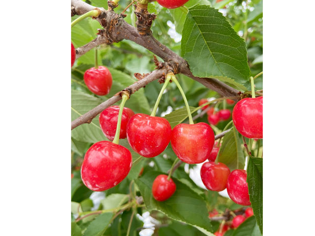 サクランボ園MAETA