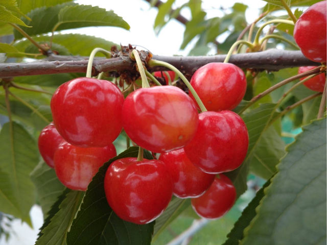 サクランボ園MAETAの写真1