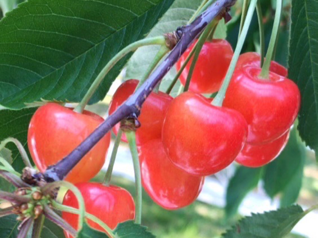 サクランボ園MAETA