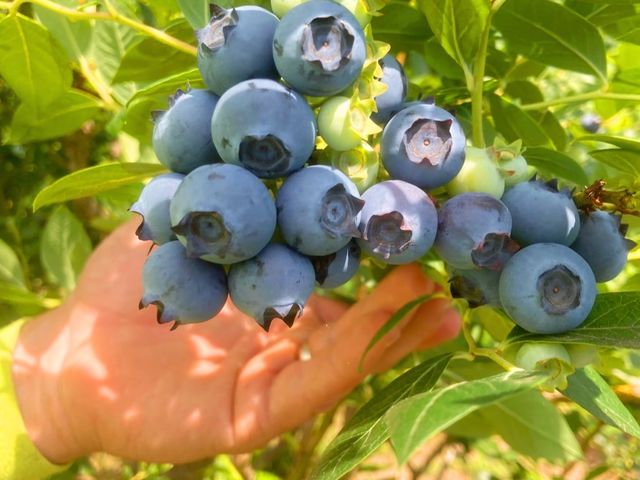 たくさん実がなっています。木ごとに味が違いますので、ごゆっくりとお召し上がりください。_トムのブルーベリー(ヴァンシィケルファームつくば)