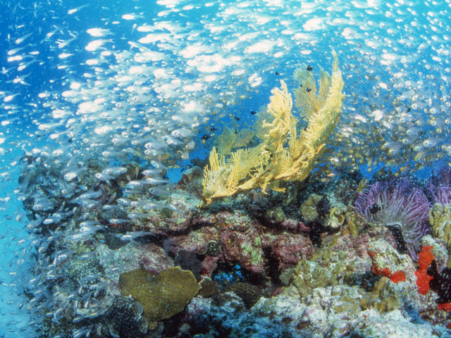 珊瑚と魚の群れ_パナリ島観光