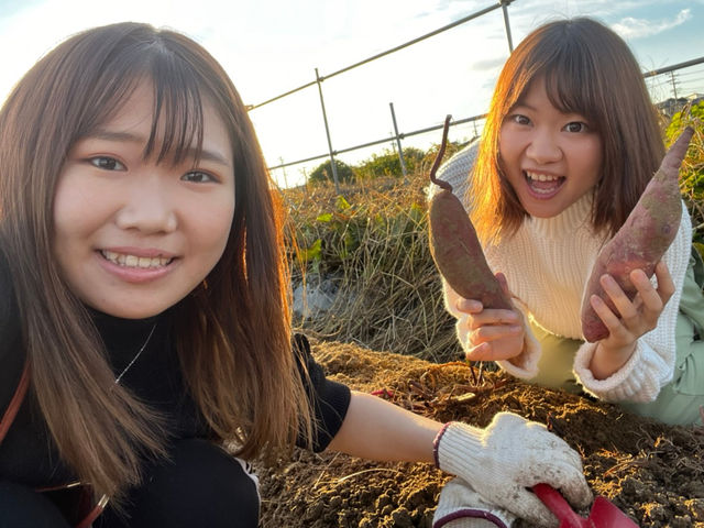 さつまいも堀りは毎年とても人氣があります。_庄兵衛さんのやさい畑