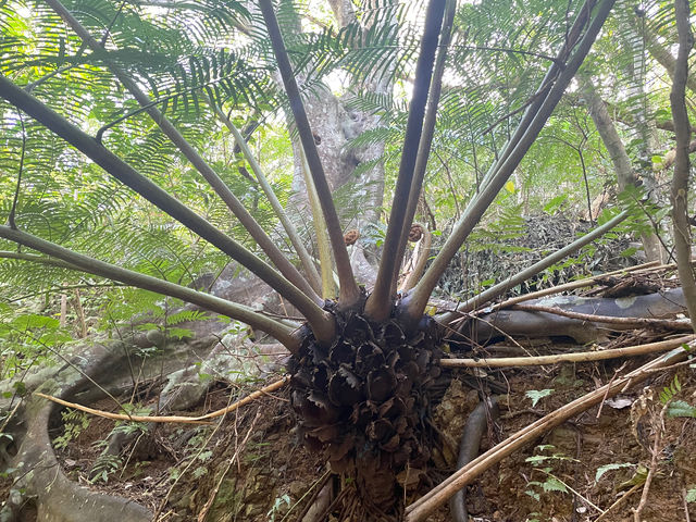 校舎の裏山探索。たくさんの生き物が生息しています_方舟