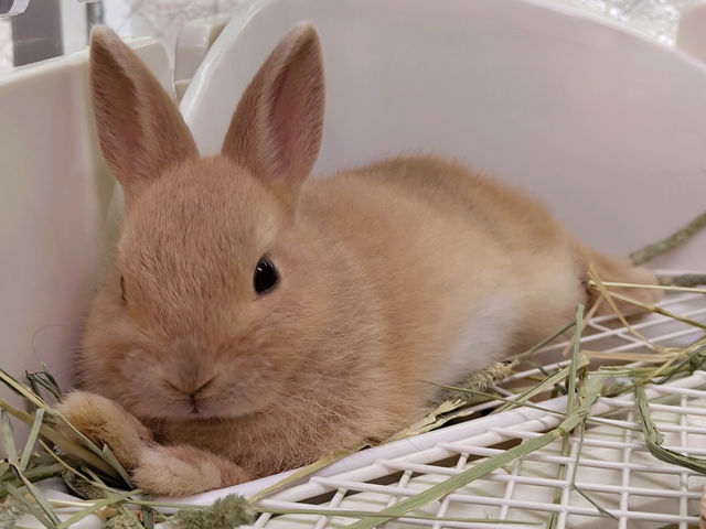 新たな仲間も加わりました(きなこ♂)_アルパカふれあいランド