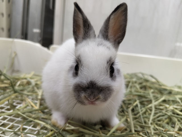 新たな仲間も加わりました(あんこ♀)_アルパカふれあいランド
